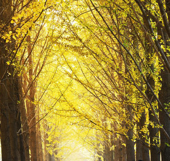 The Ginkgo Tree of Giannini